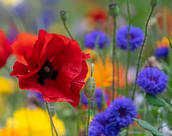 Poppy flower Photo Card, Floral Greetings Card, Poppy birthday Card,  Wildflower Photo Card, Flower Photography, Red Floral Card.