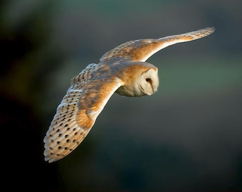 Barn Owl Blank Greeting Card – Owl Lover Gift – Wildlife Photography Stationery – Bird Photo Notelet
