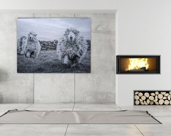 Black and White Fine Art Print with Greyface Dartmoor Sheep. Monochrome Countryside Themed Photograph.