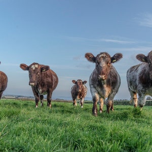 May include: Five brown and white cows stand in a field of green grass, looking directly at the camera. The cows are in a line, with the closest cow in the foreground and the furthest cow in the background.