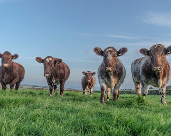 Blank Greetings Card with Beef Shorthorn Cattle Photo.  Farm Animal Notelet with Cows.