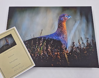 Red Grouse Canvas Print – British Wildlife Art, Ready to Hang