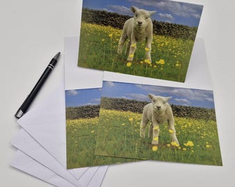 Lamb and Buttercups Greetings Card – Spring Farm Animal Photo