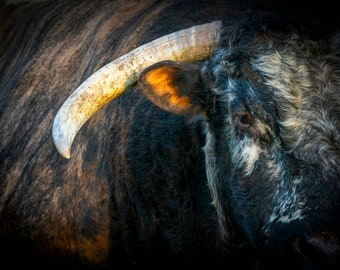 Framed English Longhorn Bull Canvas Print, Ready to Hang