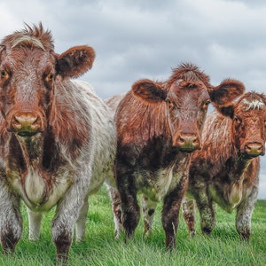 Farm Animal Cards.  Shorthorn Cattle Art. Beef Cattle Art Cards.  Cow Cards. Farm Animal Photography.  Greetings Cards with cows.