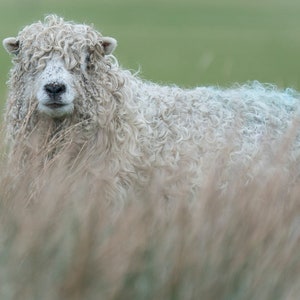 Blank Greetings Card / Birthday Card / Notelet with Cute Greyface Dartmoor Ewe Standing in Long Grass.