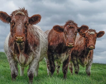 Shorthorn Cattle Fine Art Print, Limited Edition Beef Shorthorn Artwork
