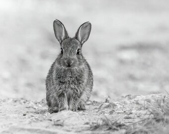 Bunny Rabbit Greetings Card – Minimalist black and white Easter Notelet