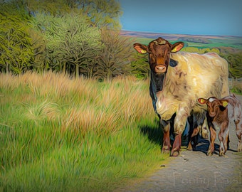 Beef Shorthorn Cow with Calf Blank Greetings Card.  Farm Animal with Cattle Notecard