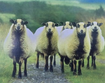Welsh Mountain Sheep Card.  Welsh Sheep Photo Card.  Farm Animal Photo Card.  Card with Badgerface Sheep.  Sheep in Landscape Card.