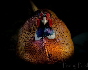Pheasant Greetings Card: Yorkshire Wildlife Photo