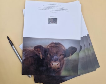 Beef Shorthorn Calf Blank Greetings Card – Farm Animal Portrait