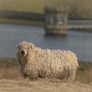 May include: A fluffy, light-colored sheep stands in a field of dry grass. The sheep has thick, curly wool and is facing the camera. In the background, a body of water and a stone structure are visible.