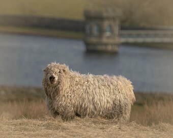 Greetings Card with Greyface Dartmoor.  Sheep in Landscape Notelet. Farm Animal Stationery.