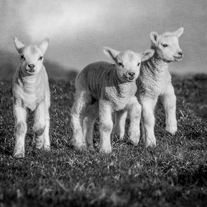 May include: Three white lambs standing in a grassy field. The lambs are facing the camera and have fluffy white fur. The background is a blurry field.