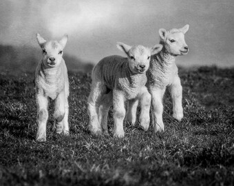 Three Little Lambs Black & White Greeting Card – Blank Farmhouse Spring Notelet