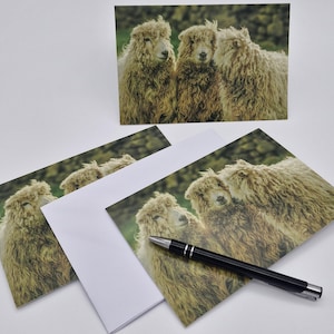 May include: Three fluffy sheep with white wool stand close together in a field. The sheep are looking at the camera. The background is a blurry green field.