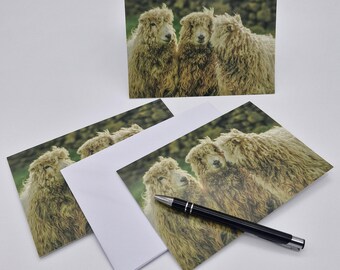 Blank Greetings Card with Greyface Dartmoor sheep.
