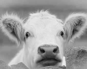 White Beef Shorthorn Cow Canvas Artwork