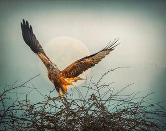 Red Kite at Moonrise – Limited Edition Fine Art Photograph –  Archival Quality Wildlife Print