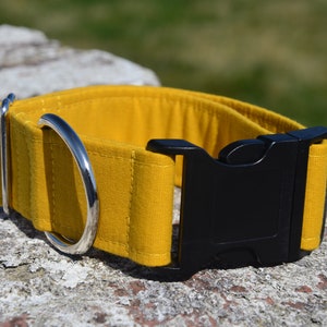 1.5 inch wide Clip / ID Dog Collar Mustard Yellow Greyhound Sighthound Lurcher Teal