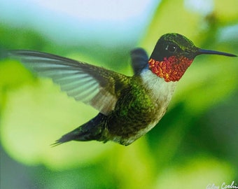 The Emerald Hummer, Ruby Throated Hummingbird, Hummingbird in flight, Ohio Hummingbird,