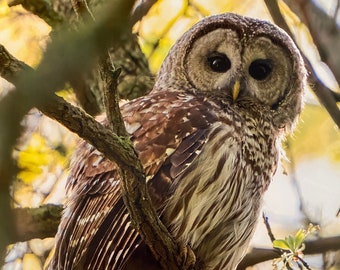 Barred Owl