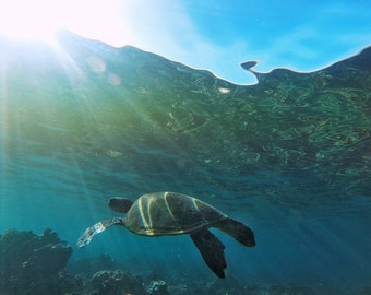 Cruising Honu (Print Only)