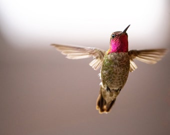 Anna’s Hummer