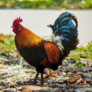 Jungle Rooster, rooster photo, Rooster, chicken, Hawaii, bird