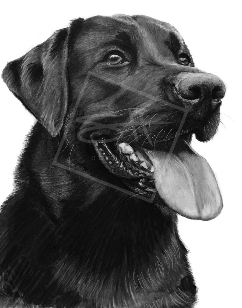 Impression d'un Retriever noir de Labrador dessin de | Etsy