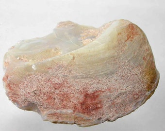OPALISED FOSSIL BIVALVE - Rare fossil Opal shell form Australia.