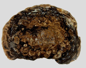 FOSSIL PINE CONE - Rare and unusual polished fossil Pine Cone slice from Patagonia.