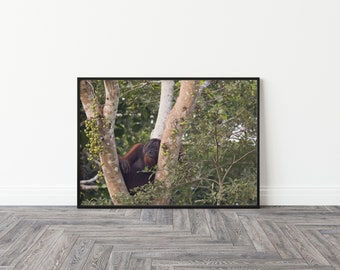 Orangutan Print, Wildlife Photography, Wild Animal Wall Decor, Unframed Print, Wildlife Art Print, Monkey Photography Wall Hanging