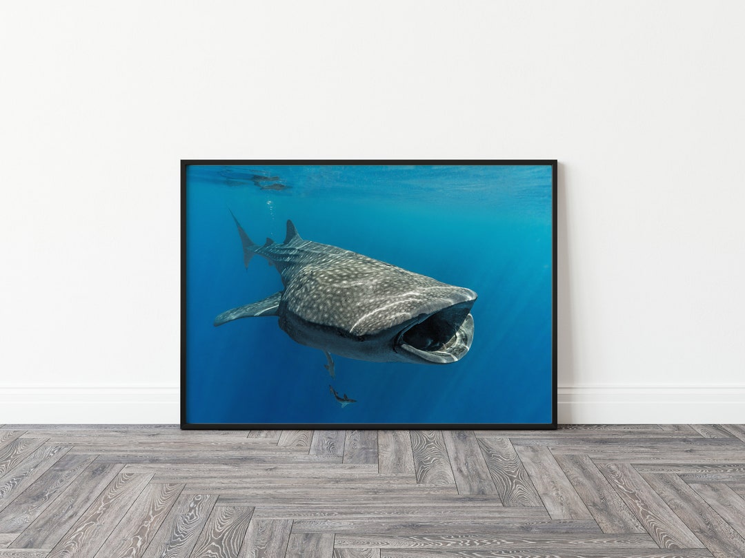 Whale Shark Decor Ocean Print Art Underwater Photography - Etsy UK