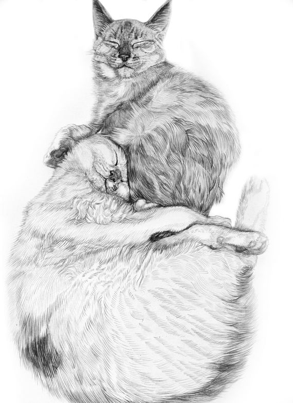Custom Pet Drawing Cat Portrait Custom Pet Memorial Photo To Sketch Pencil Sketch Pet Portrait Custom Pet Portraits Custom Cat Drawing Art