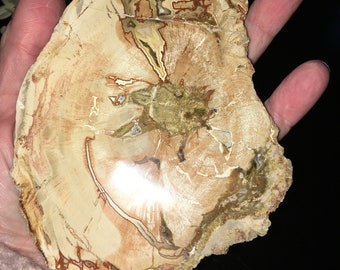 May include: A large, flat piece of petrified wood with a unique, swirling pattern of brown, white, and beige colors. The wood has a smooth, polished surface and is approximately 6 inches in diameter.