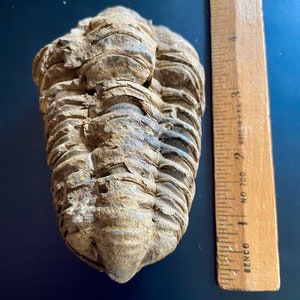 Trilobite from Morocco (AS TYPICAL: with glued spots) please read description). BB4/24