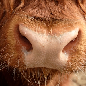 grappige landbouwbedrijfbeeld van een natte koeienneus, wenskaart.