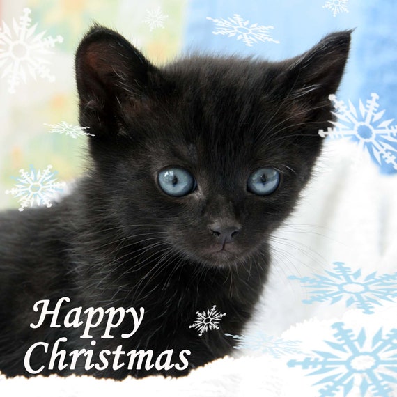 ALL I WANT FOR CHRISTMAS IS CATS GREETING CARD GIFT BLANK XMAS RETRO KITTEN PETS