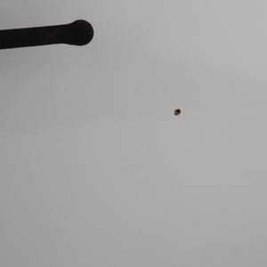 May include: A black, cylindrical object with a rounded end extends from the top left corner. A small, brown, circular object is in the center of a plain, light gray background.