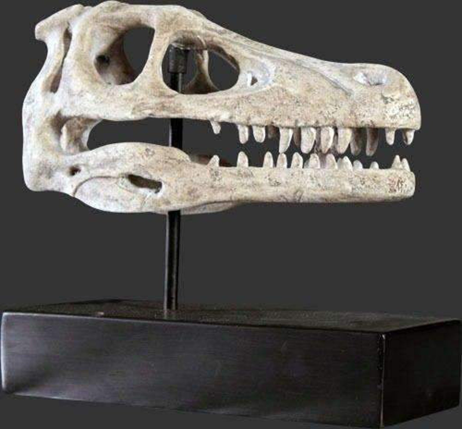fossil raptor dinosaur