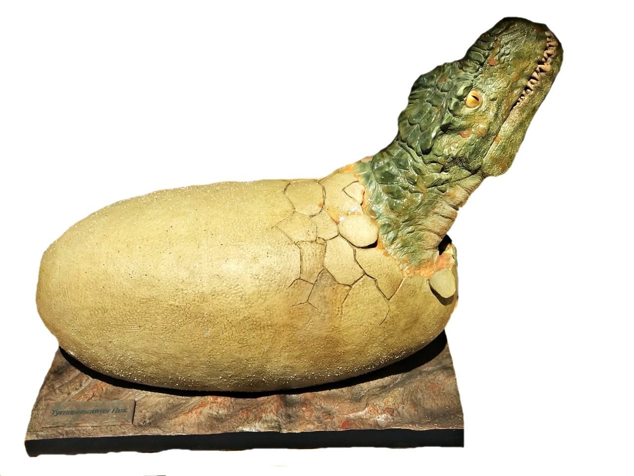 how big is a trex egg