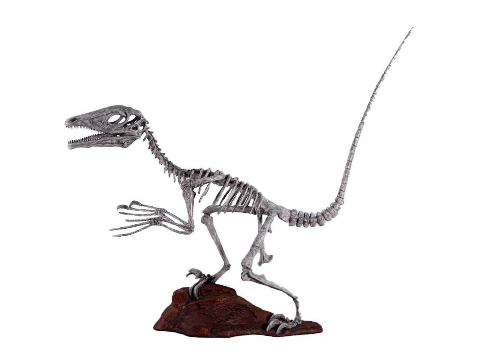 Deinonychus Dinosaur Skeleton Life Size Statue - Etsy