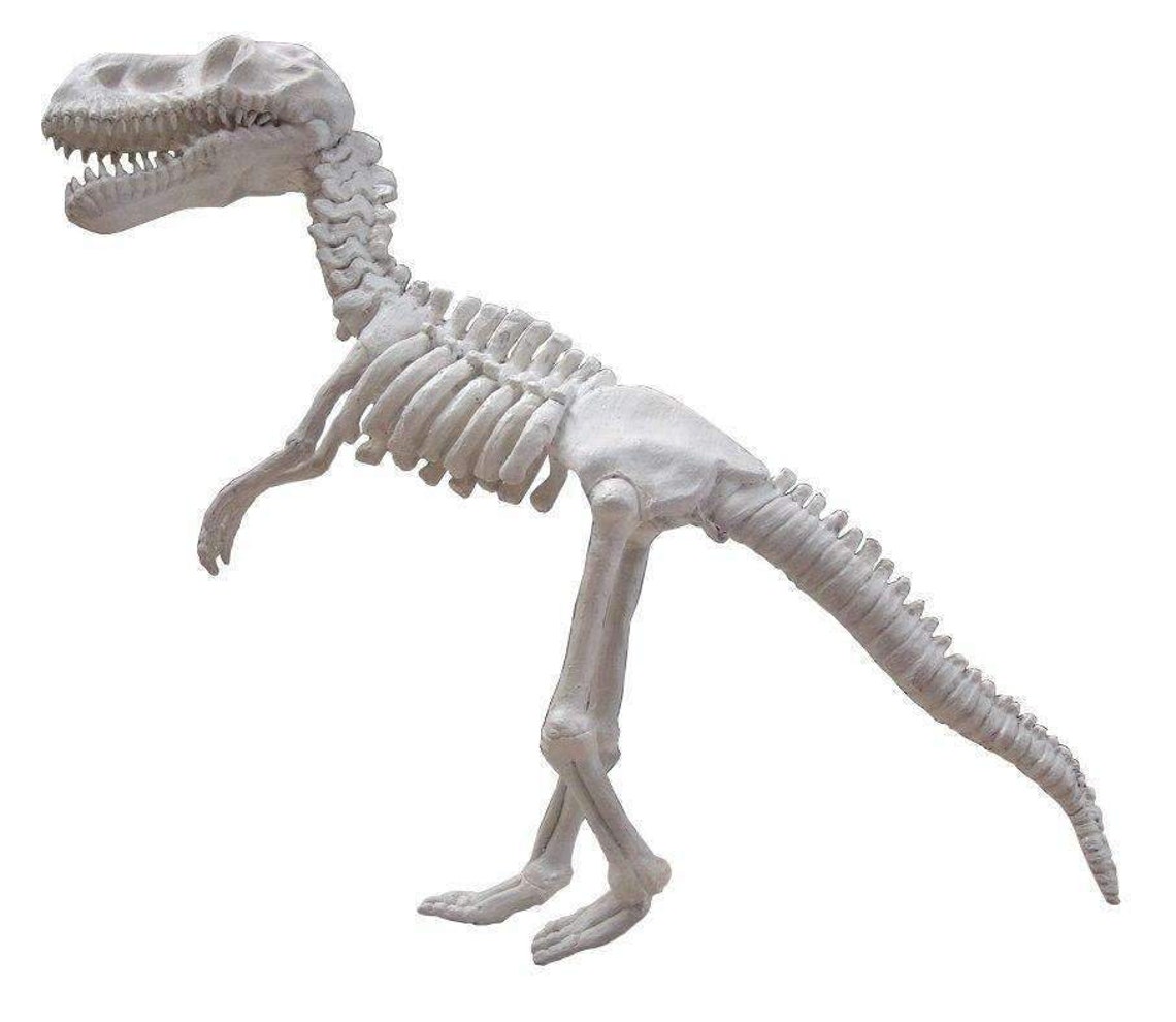 Baby TRex Dinosaur Skeleton Life Size Statue Etsy