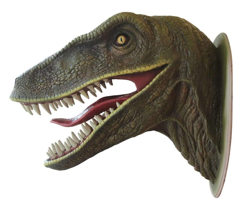velociraptor head fossil