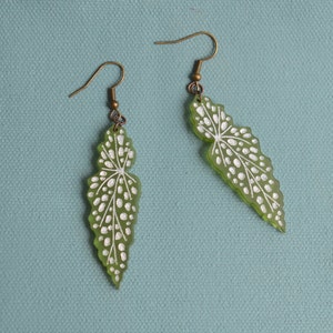 Polka Dot Begonia Earrings (Begonia maculata)
