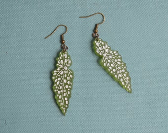 Polka Dot Begonia Earrings (Begonia maculata)