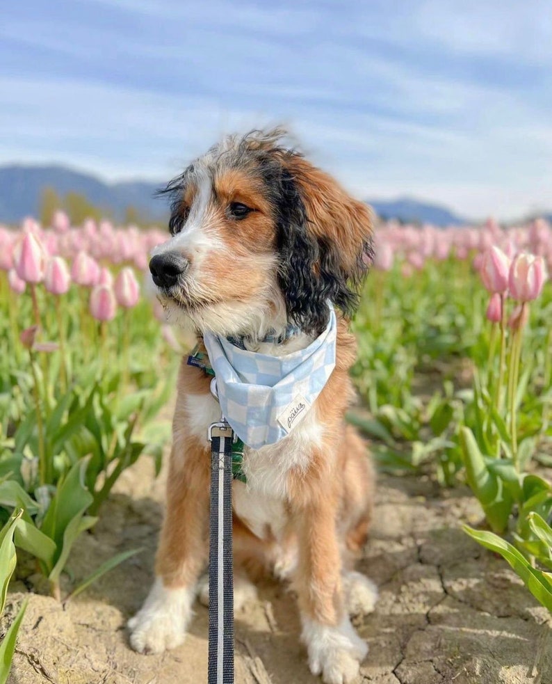 Knight Dog Bandana image 2