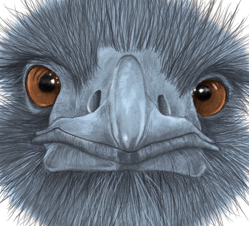 The Blue Emu 8x10 Print From My Original Drawing Etsy